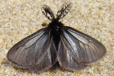 Neptis manipuriensis - Trauerspinner (Schlehen-Bürstenspinner)